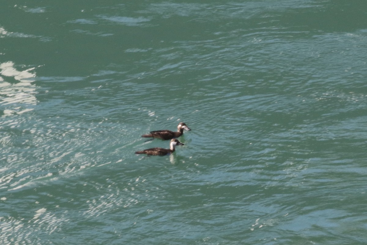 Black Scoter - ML122509421