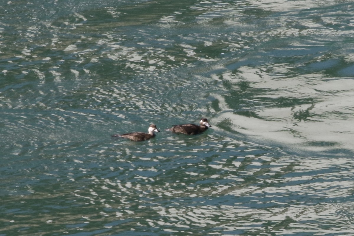 Black Scoter - ML122509431