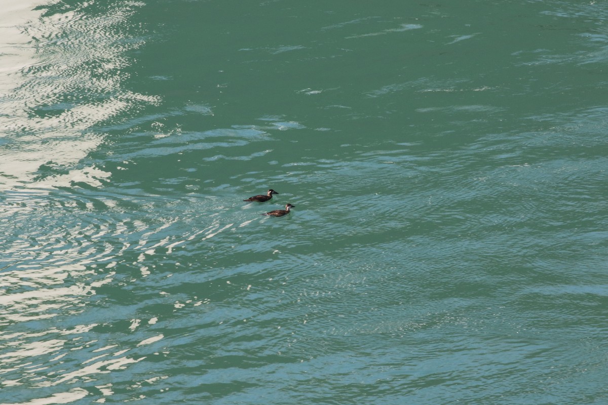 Black Scoter - ML122509531