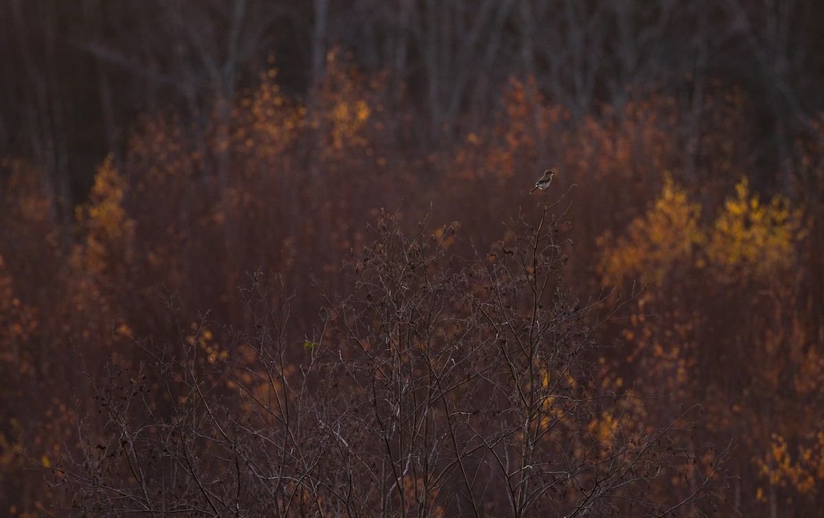 Northern Shrike - ML122509631