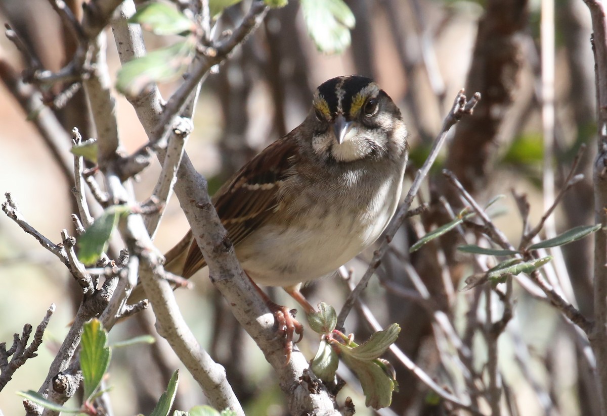 White-throated Sparrow - ML122509791