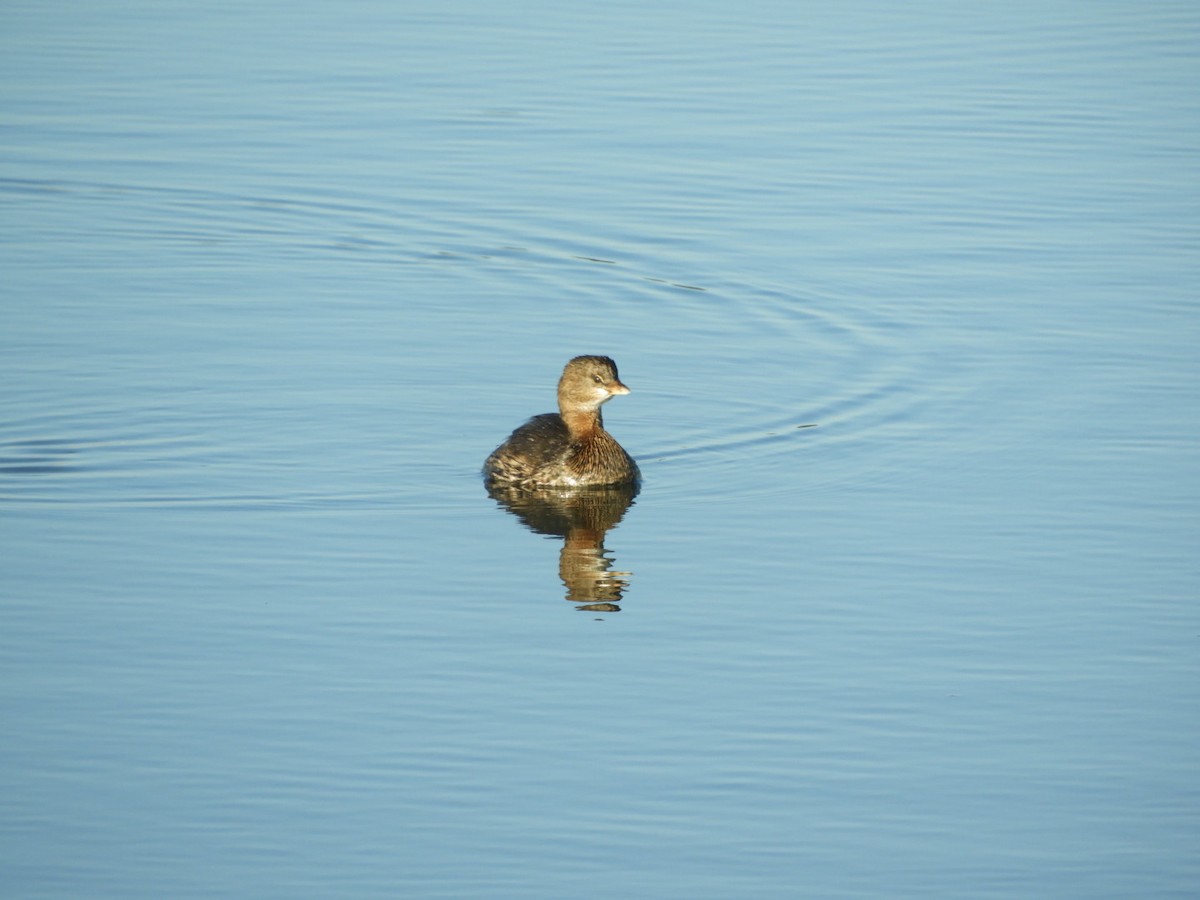 Pied-billed Grebe - ML122510551