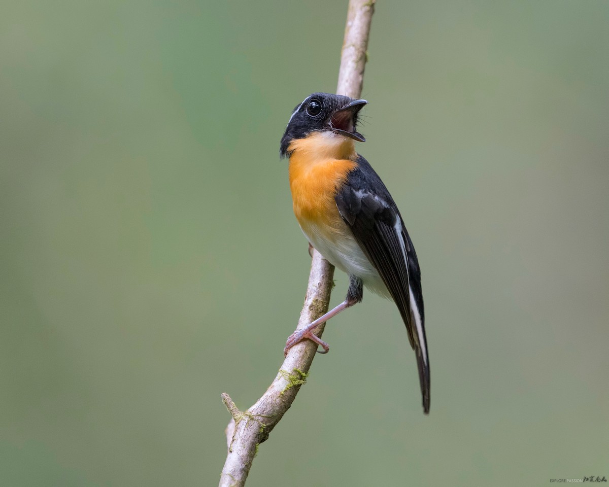 Rufous-chested Flycatcher - ML122511281