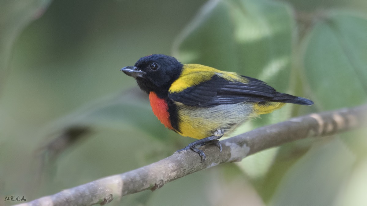 Scarlet-breasted Flowerpecker - Wai Loon Wong