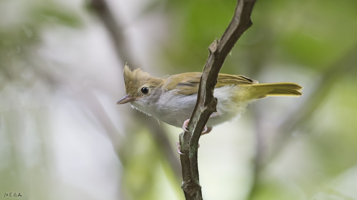 Yuhina Ventriblanca - ML122512371