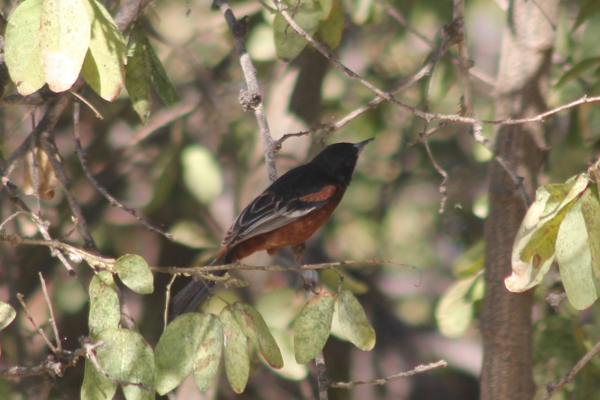 Orchard Oriole - ML122513041