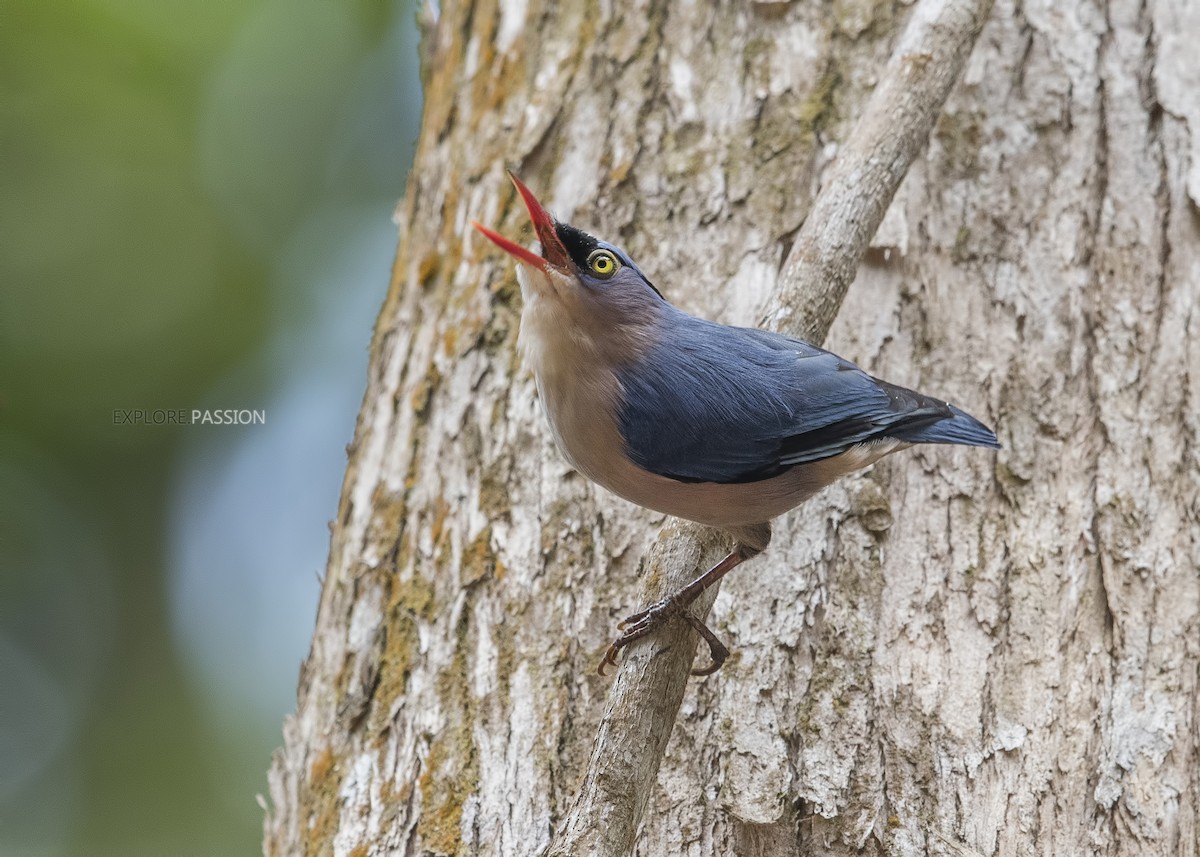 Velvet-fronted Nuthatch - Wai Loon Wong