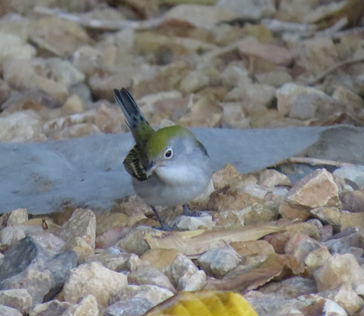 Chestnut-sided Warbler - ML122513871