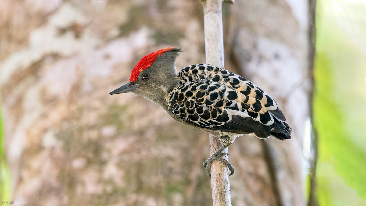 Gray-and-buff Woodpecker - Wai Loon Wong