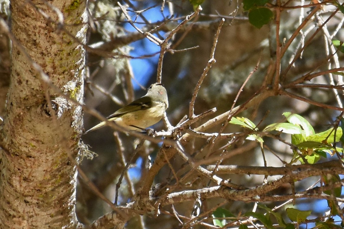 Ruby-crowned Kinglet - ML122514731