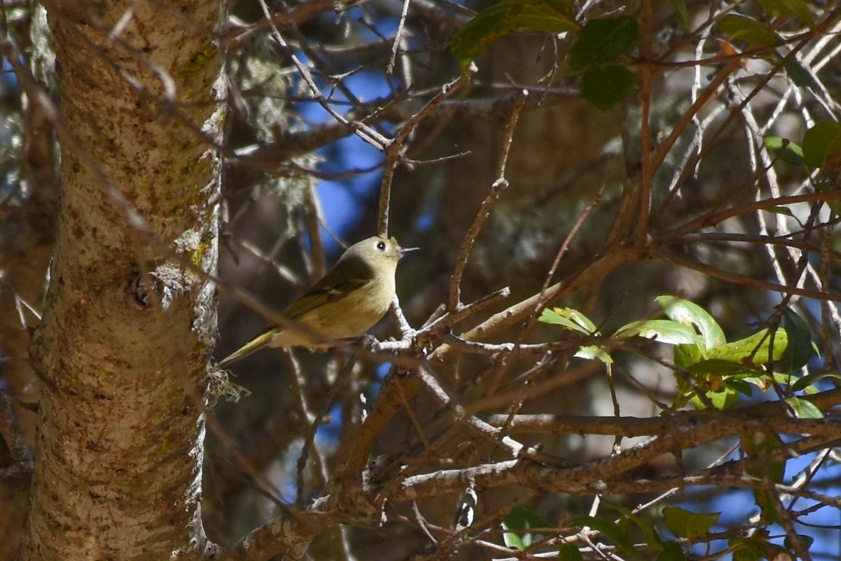 Ruby-crowned Kinglet - ML122514741