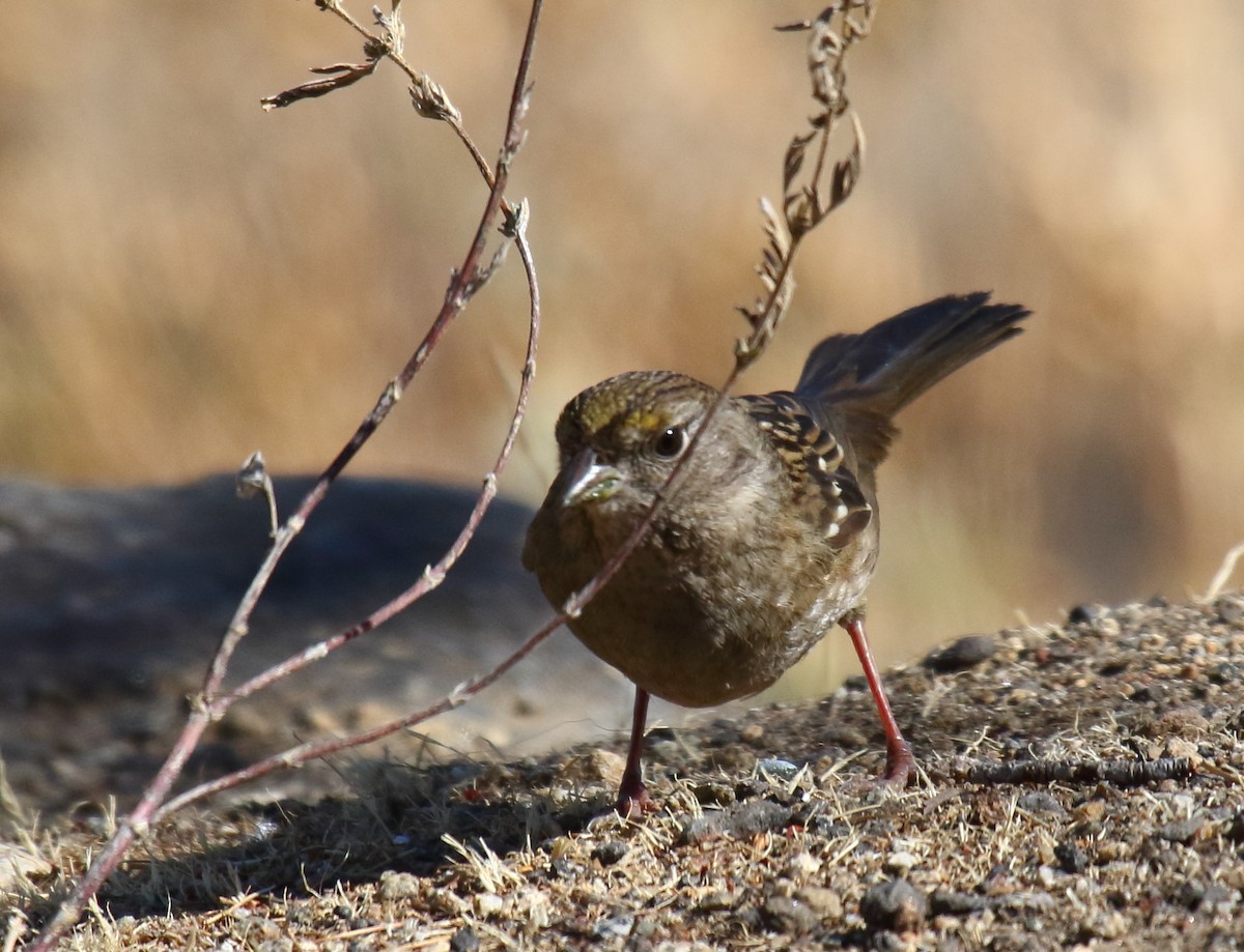 Golden-crowned Sparrow - ML122515541