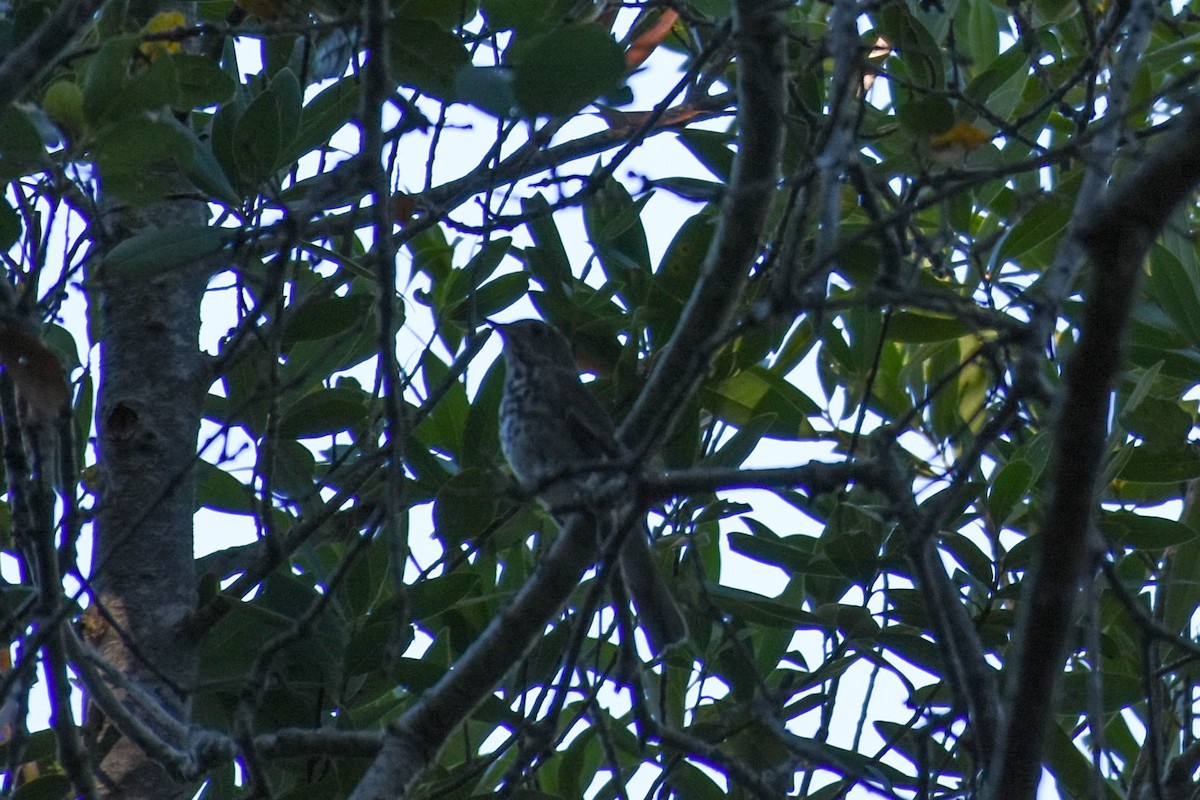 Hermit Thrush - ML122516251