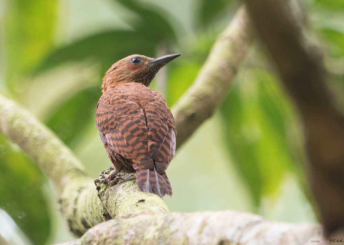 Rufous Woodpecker - ML122516391