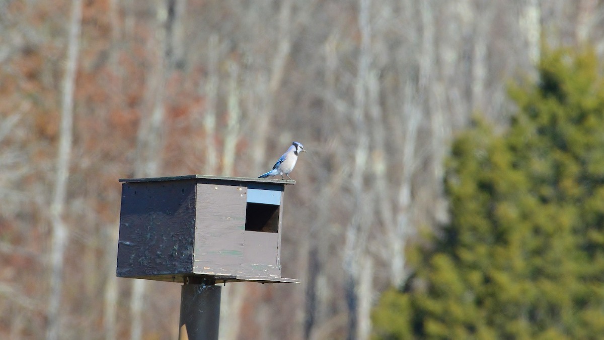 Blue Jay - ML122516441