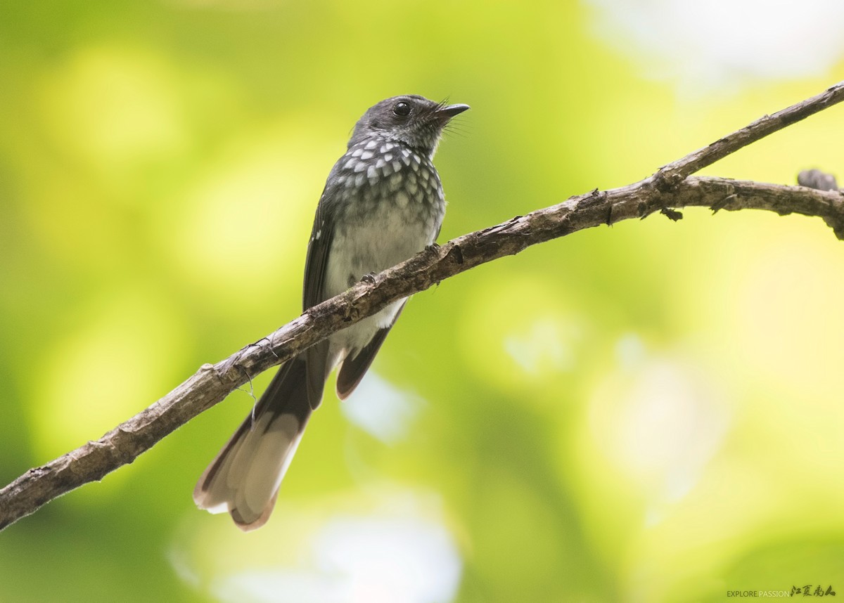 Spotted Fantail - ML122516601