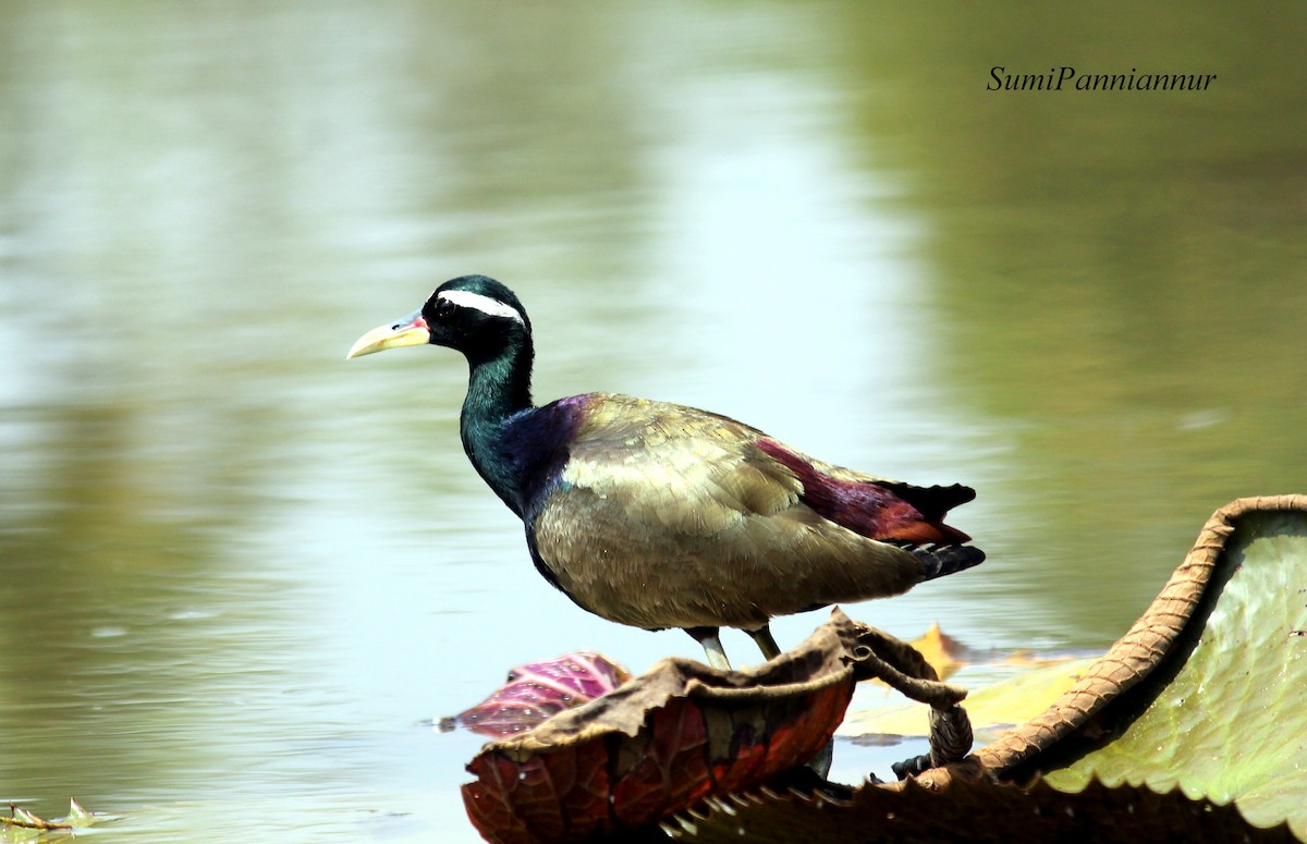 Bronze-winged Jacana - sumi Panniannur