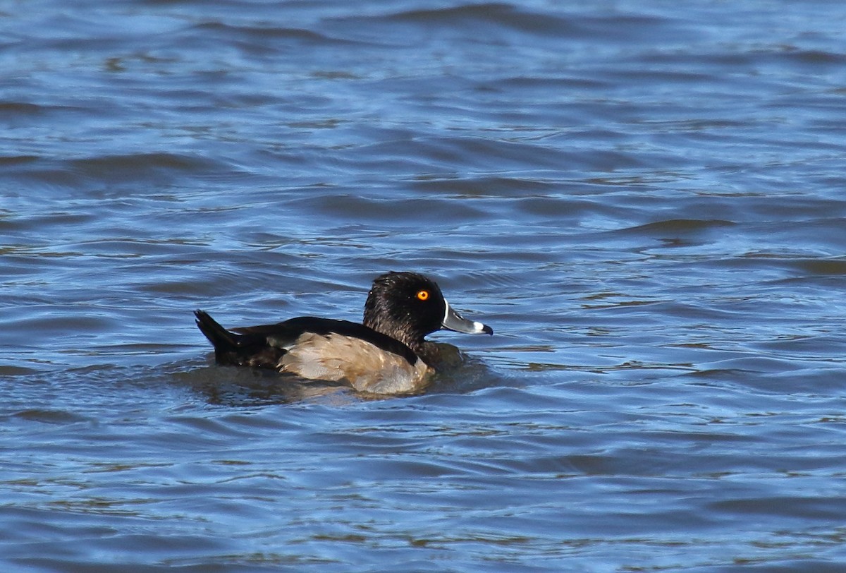Ring-necked Duck - ML122516841