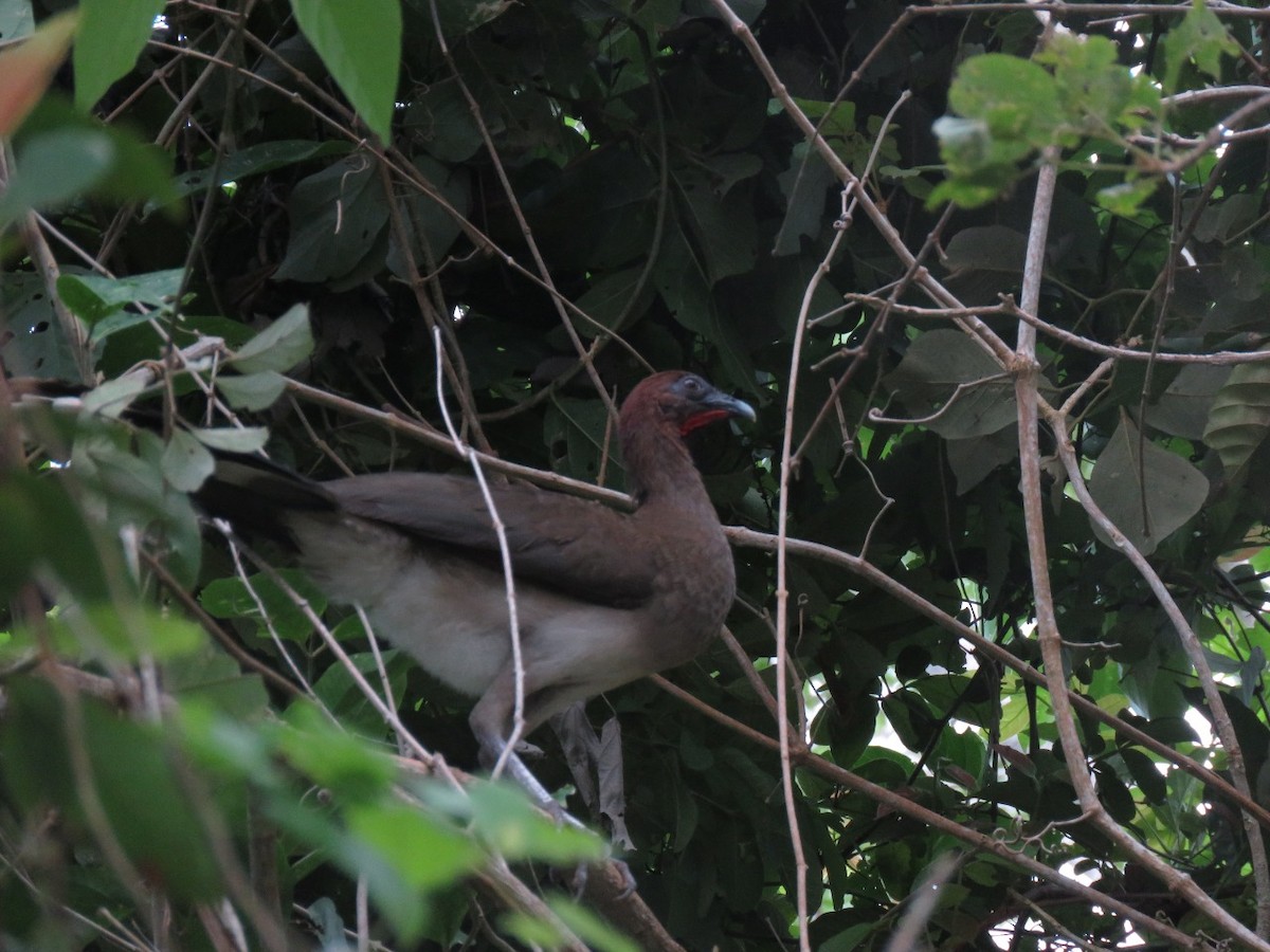 Chestnut-winged Chachalaca - ML122517991