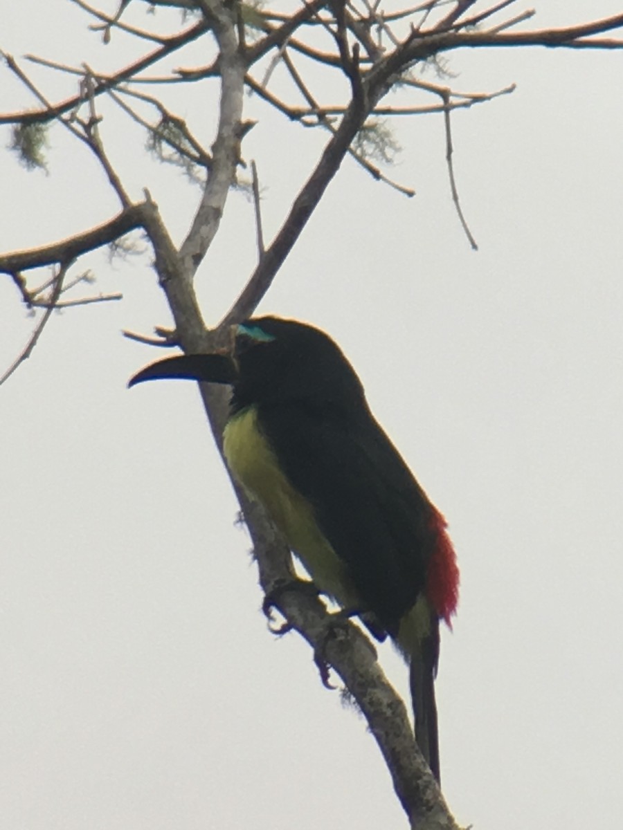 Lettered Aracari - Joi Inbody