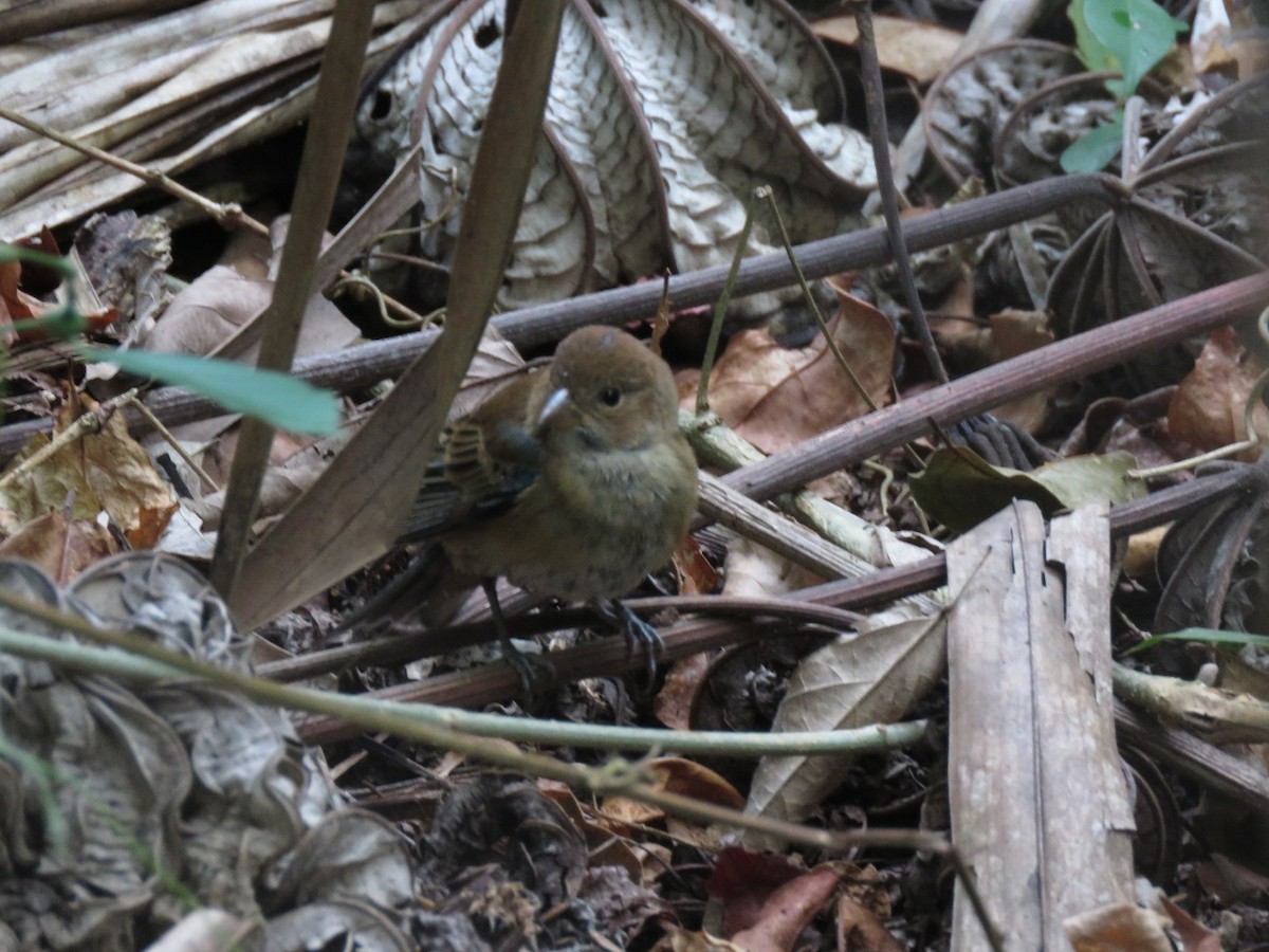 Indigo Bunting - ML122518291