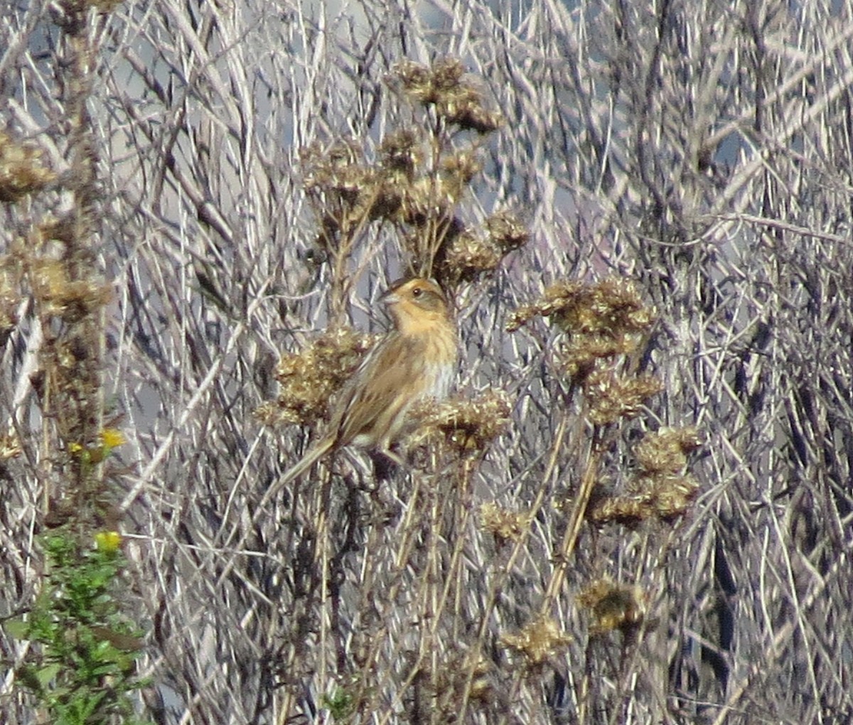 Nelson's Sparrow - Brittany O'Connor