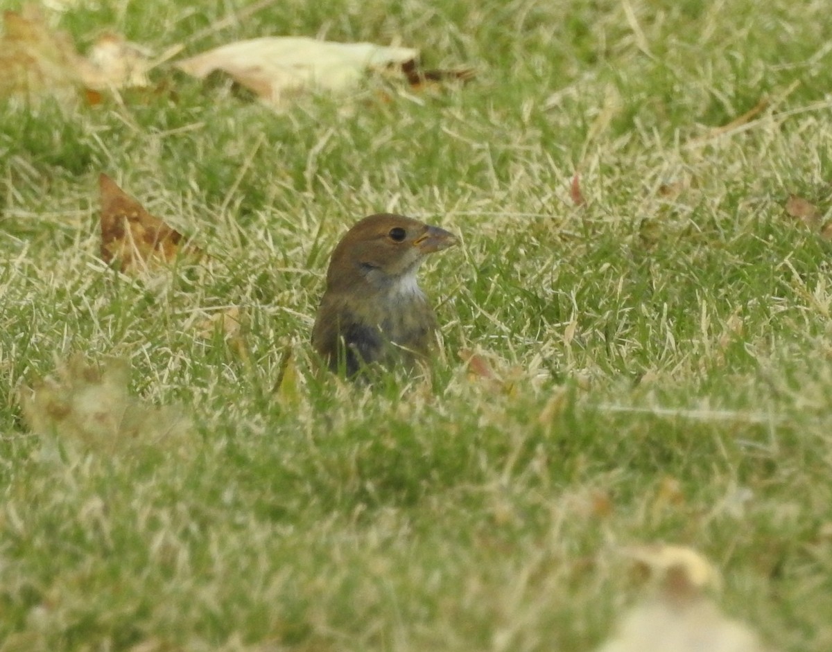 Indigo Bunting - ML122520391