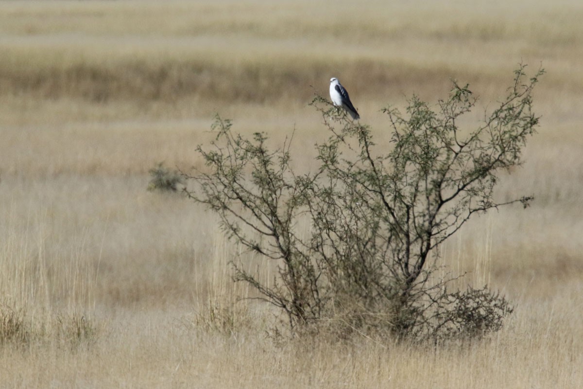 White-tailed Kite - Noah Strycker