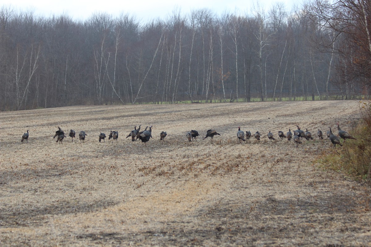 Wild Turkey - Lyne Demers