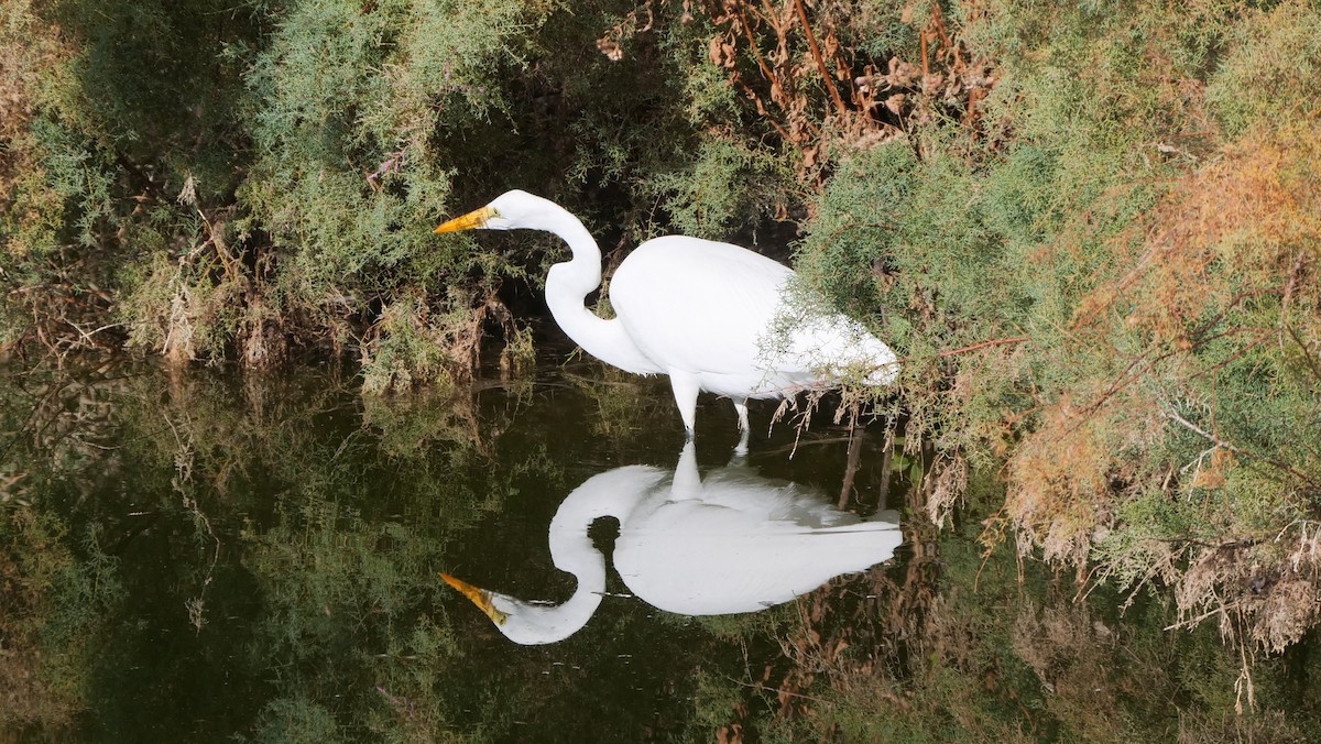 Great Egret - Mike Grant