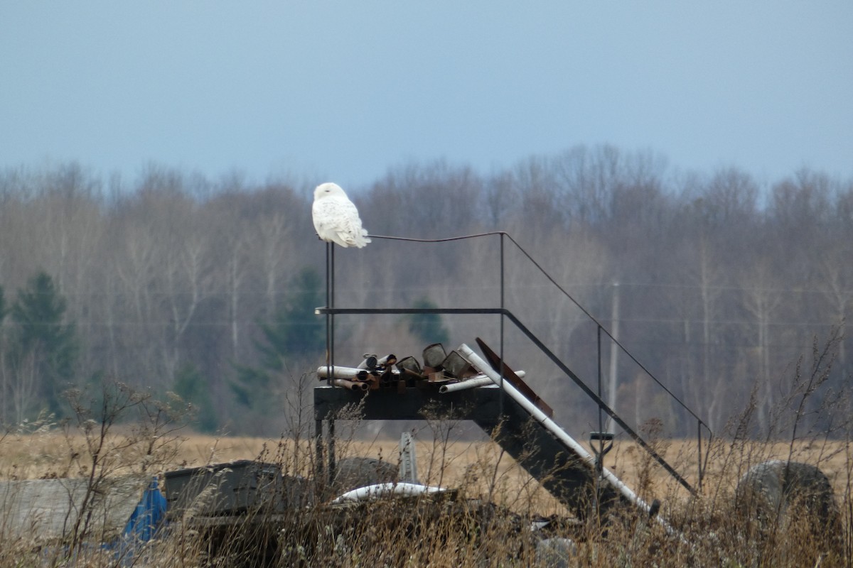 Snowy Owl - ML122522241