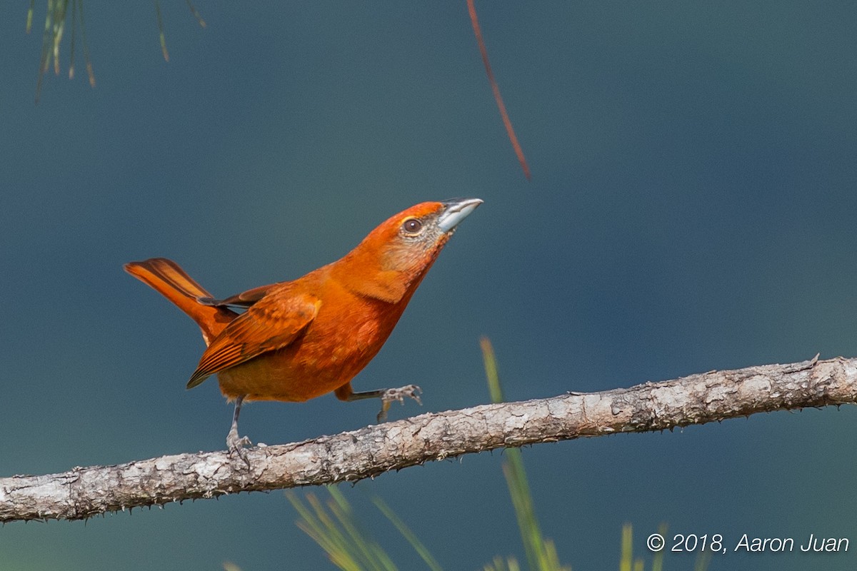 Hepatic Tanager - Aaron Juan