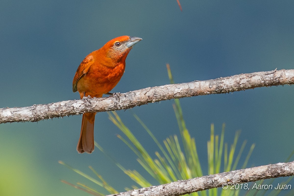 Hepatic Tanager - Aaron Juan