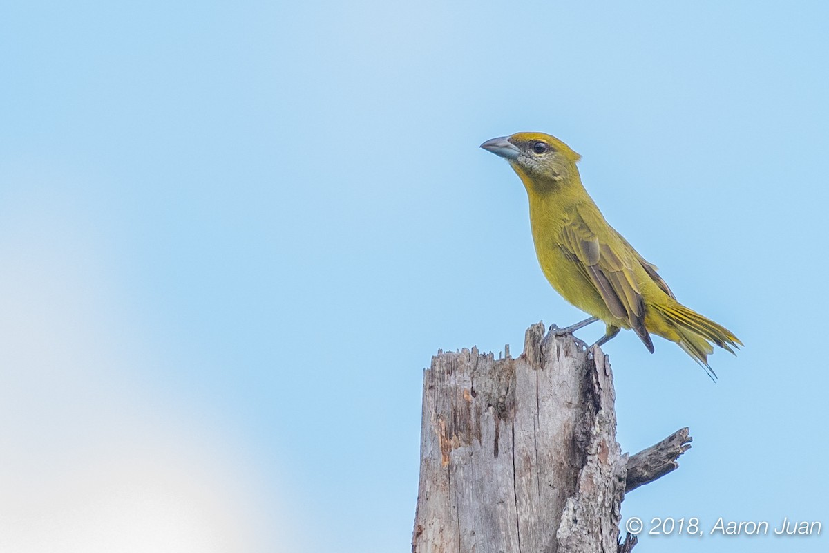 Hepatic Tanager - Aaron Juan