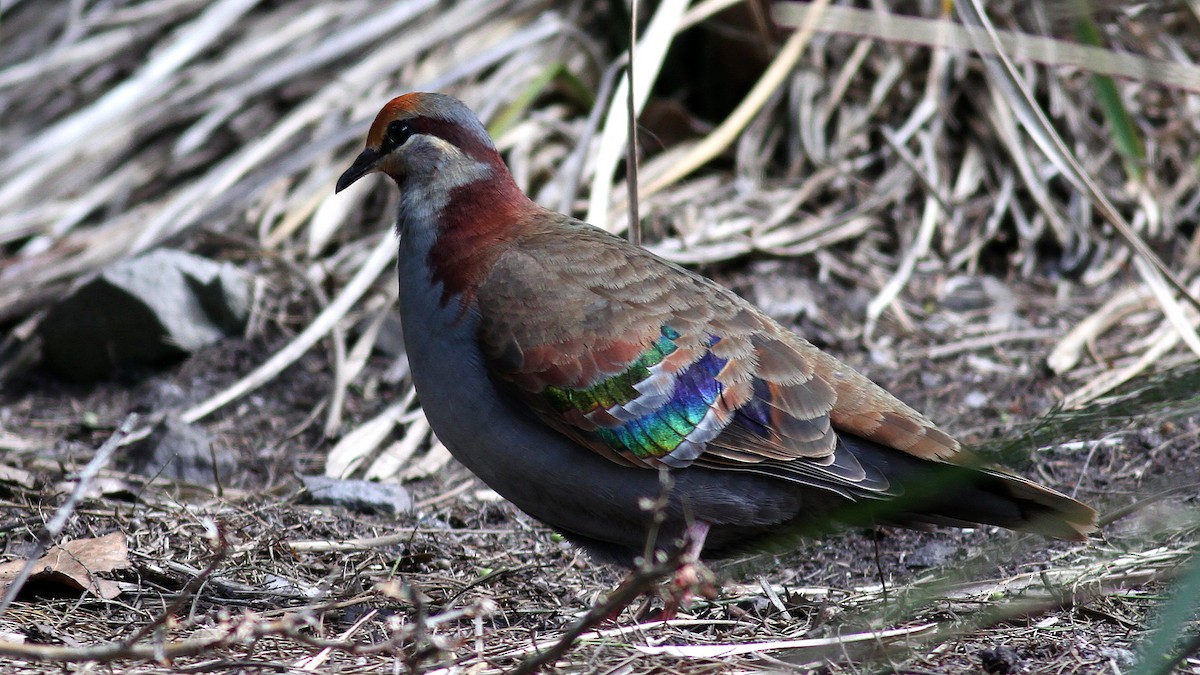 Brush Bronzewing - ML122523091