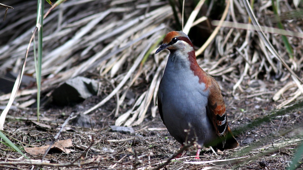 Brush Bronzewing - ML122523101