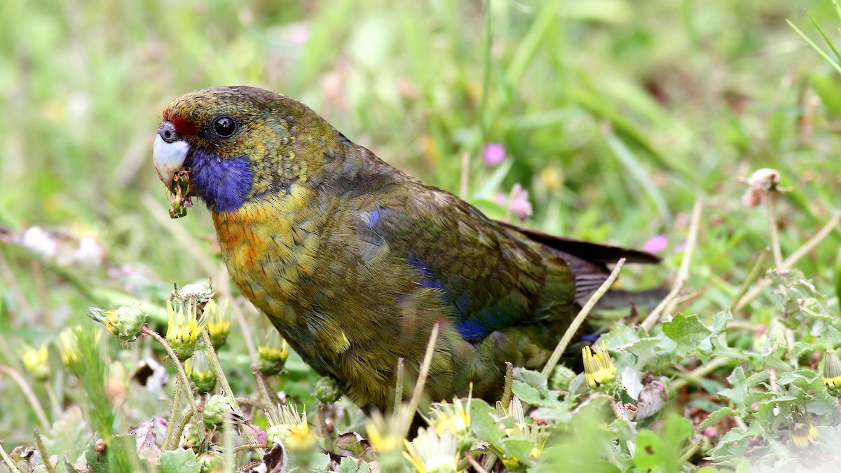 Green Rosella - ML122523141