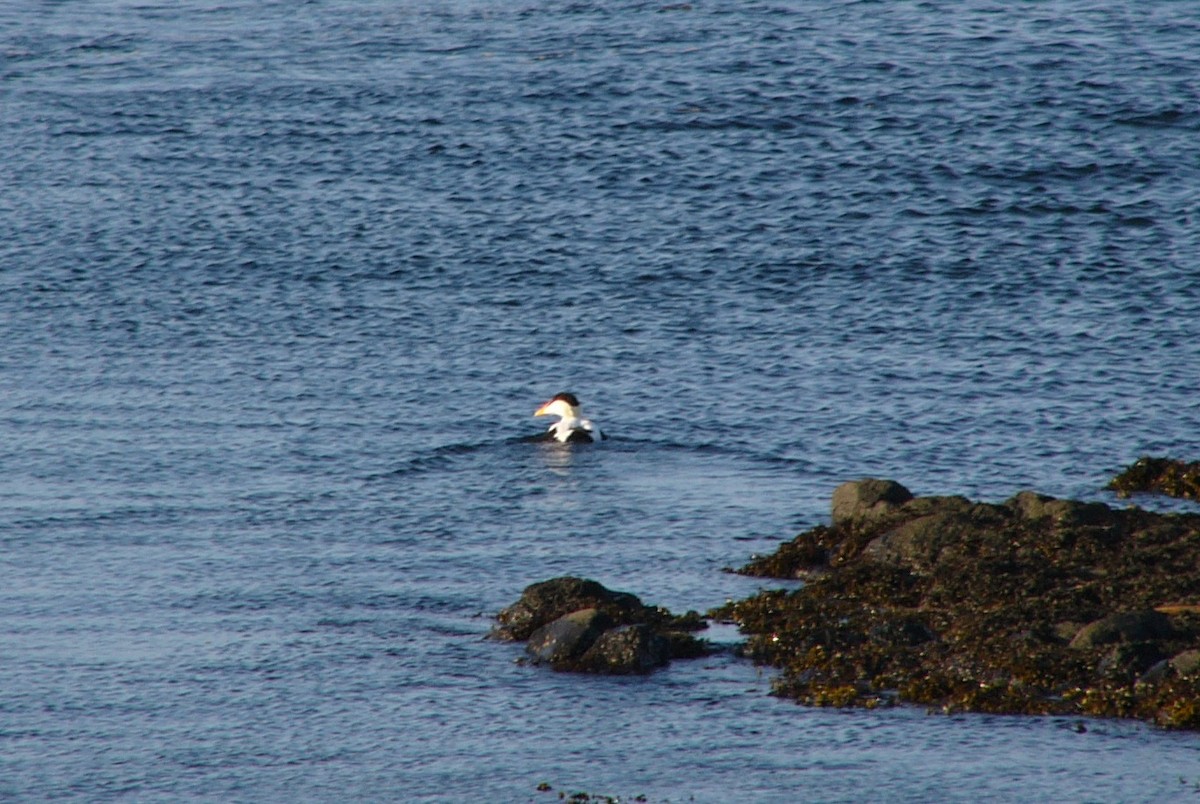 Common Eider - ML122523561