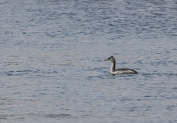 Отгот шунгуур - ML122523661