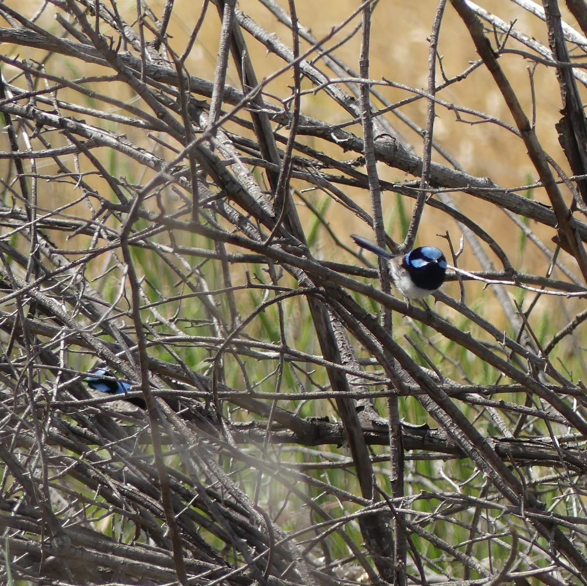 Superb Fairywren - ML122525531