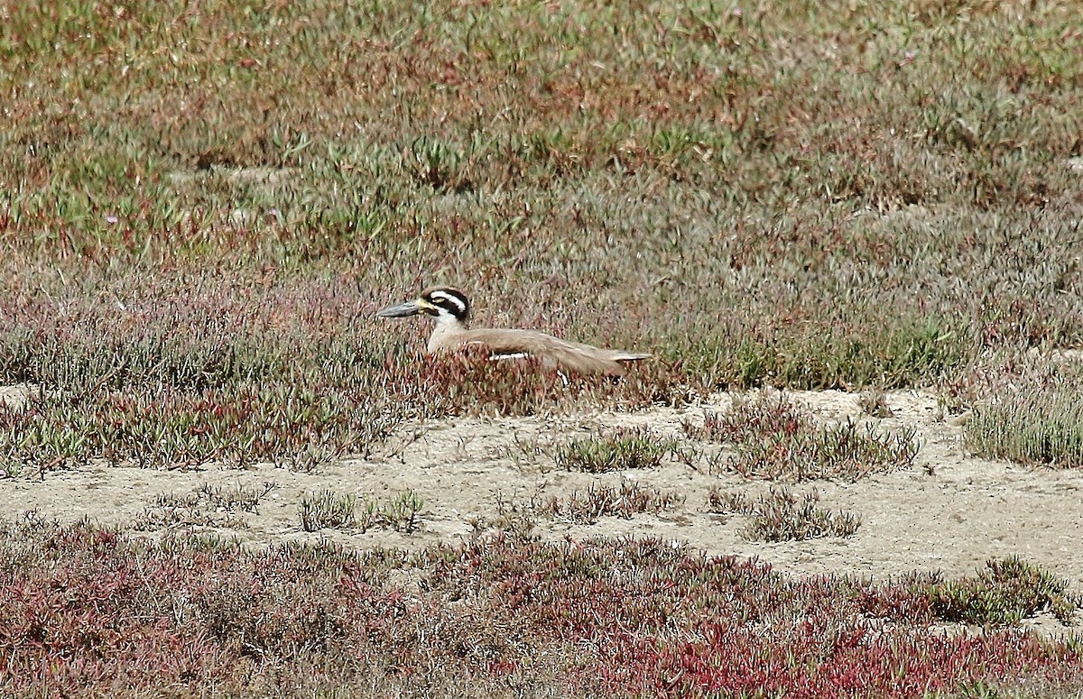 Beach Thick-knee - Katherine Clark