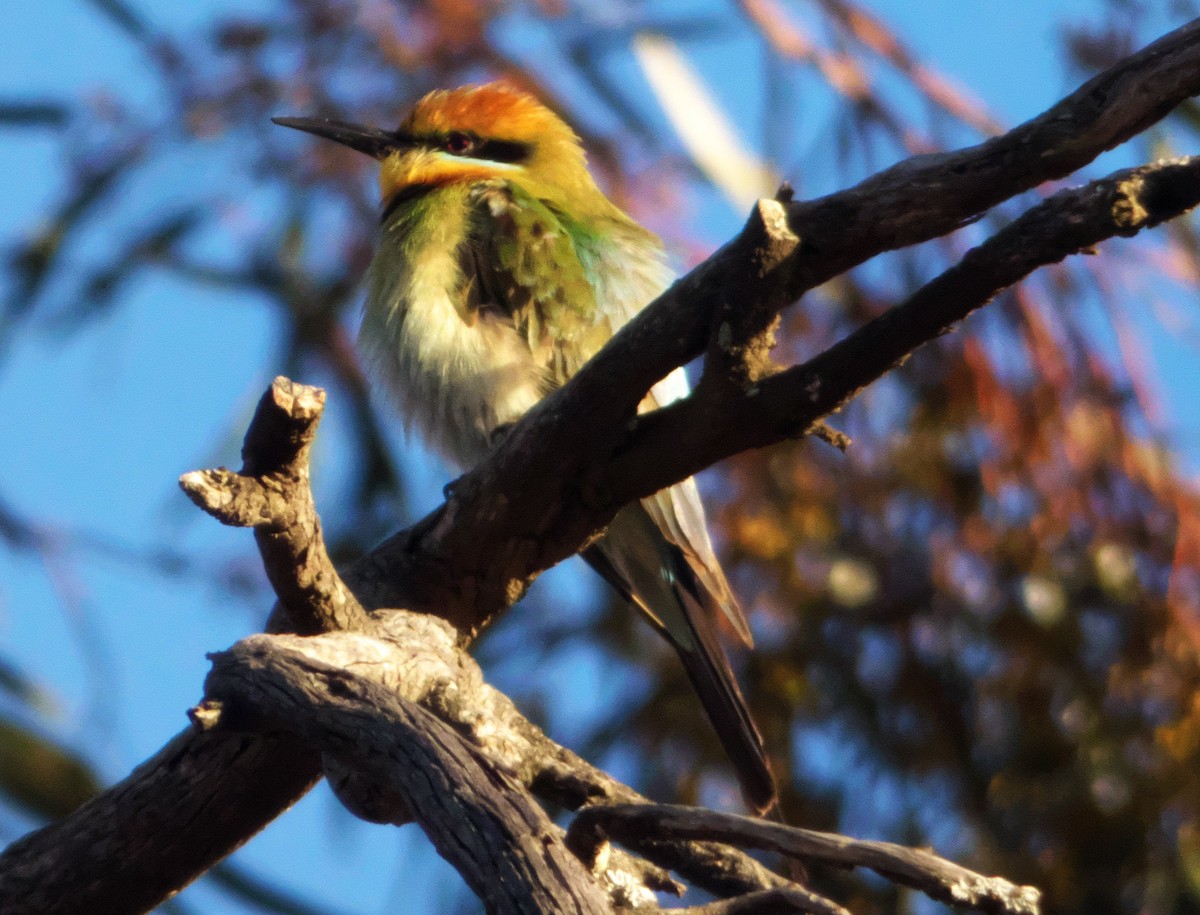 Rainbow Bee-eater - ML122527171