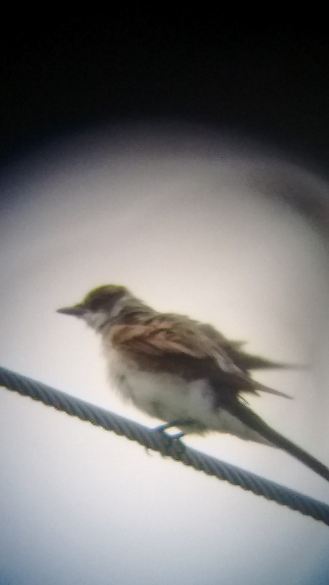 Fork-tailed Flycatcher - ML122527391