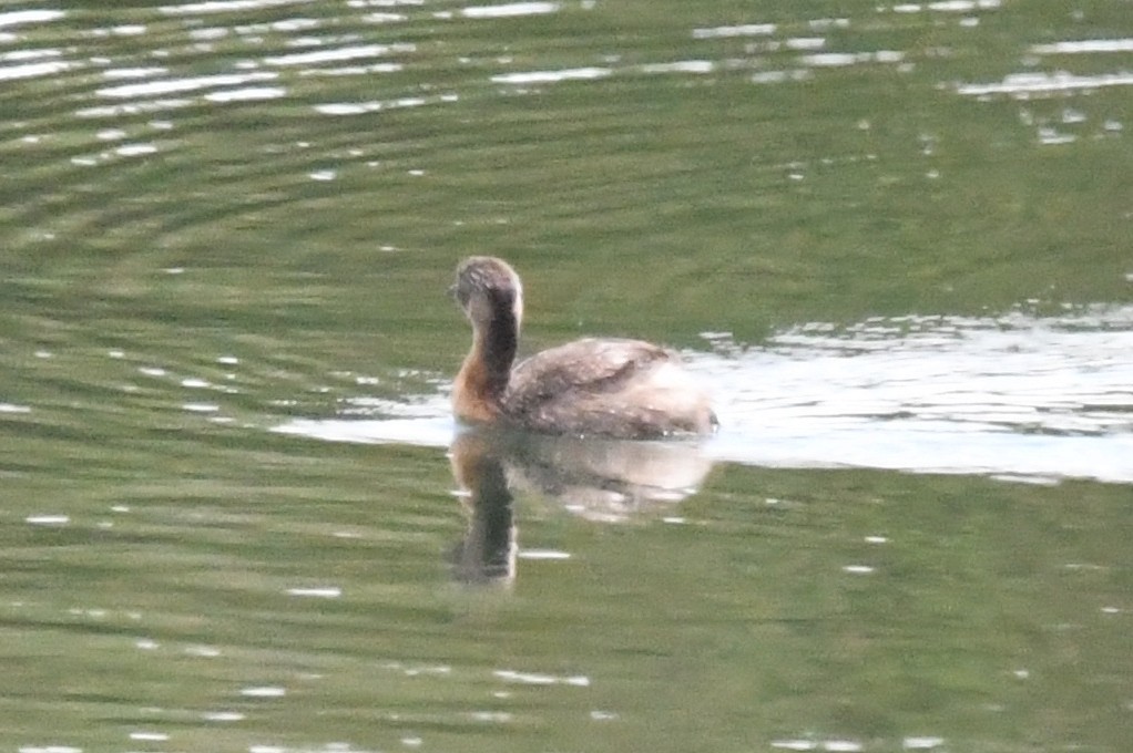 New Zealand Grebe - ML122528691