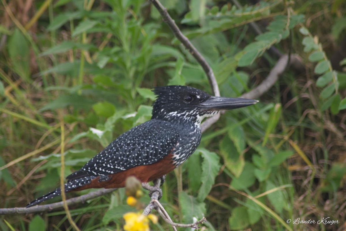 Giant Kingfisher - Leander Krueger