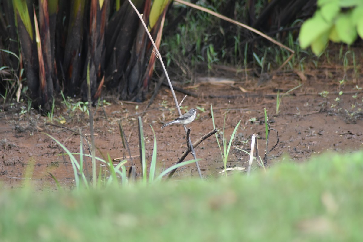 Cape Wagtail - ML122532261