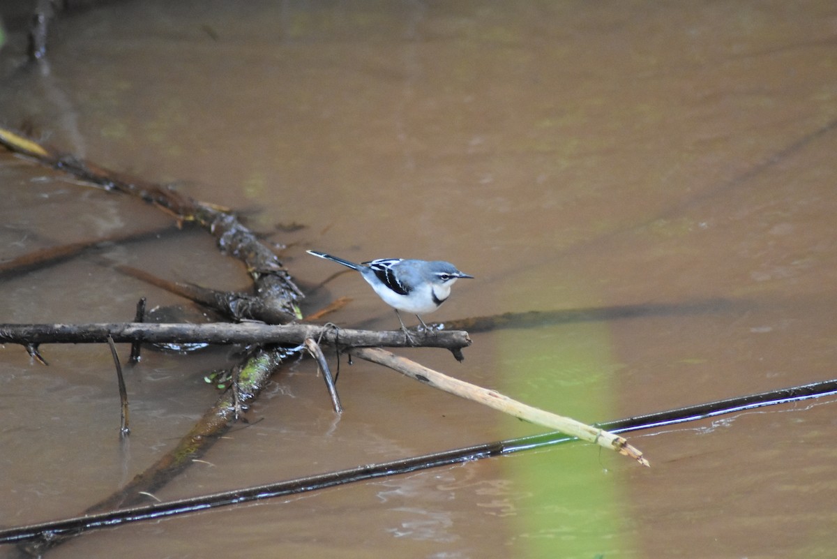 Mountain Wagtail - ML122532321