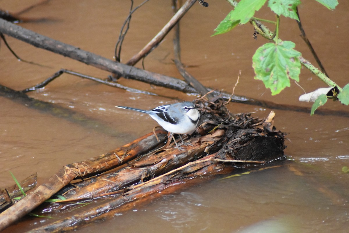 Mountain Wagtail - ML122532351