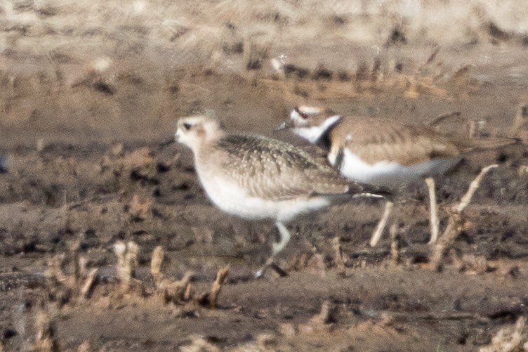 American Golden-Plover - ML122533101