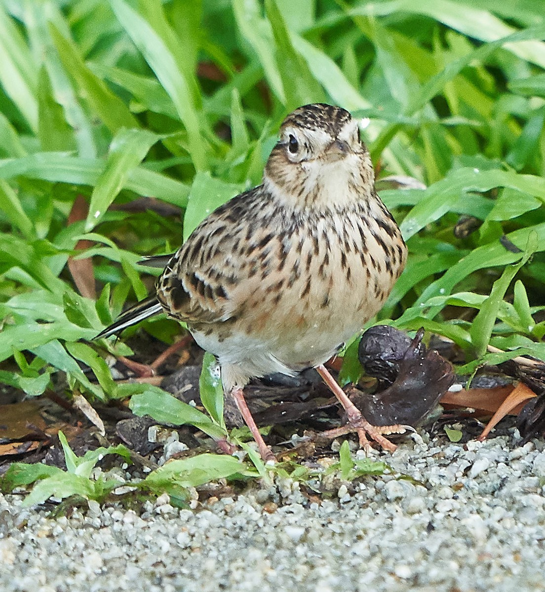 Eurasian Skylark - ML122533661